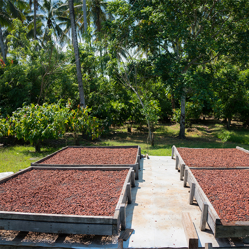 Single Origin Cocoa