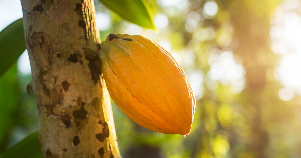 Types of Cocoa